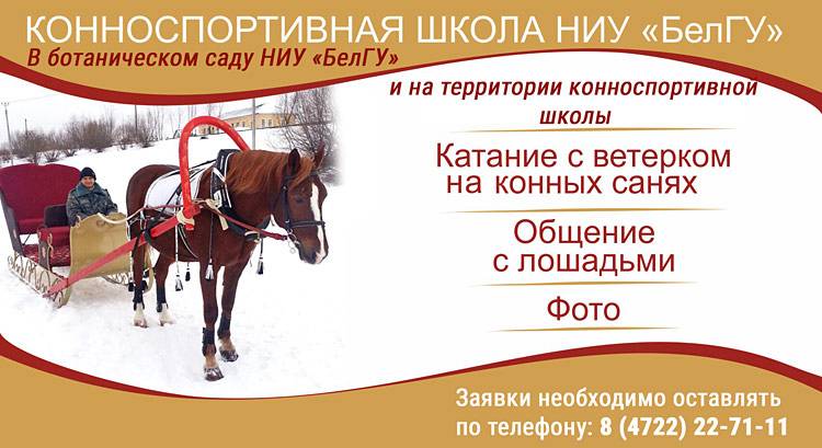 Объявления НИУ «БелГУ» прогулки в конных санях
