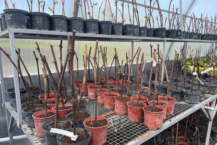 Belgorod State University scientists develop a device for vine cuttings processing before rooting