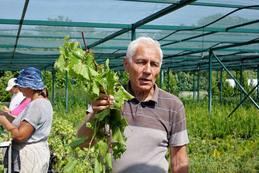 Учёные НИУ «БелГУ» нашли способ эффективного размножения винограда северных сортов