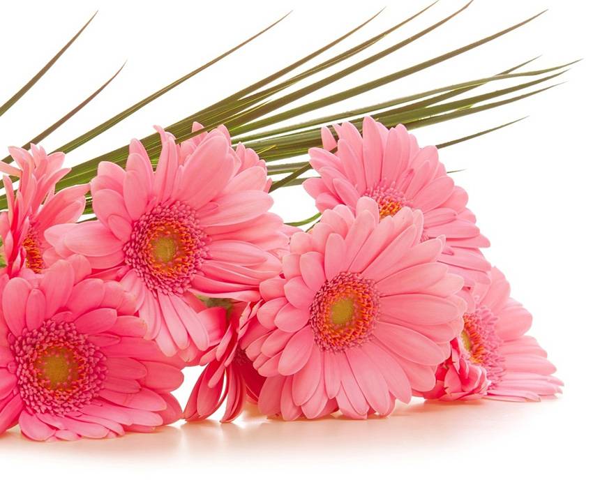 С Днём преподавателя высшей школы Поздравления НИУ «БелГУ» С Днём преподавателя высшей школы