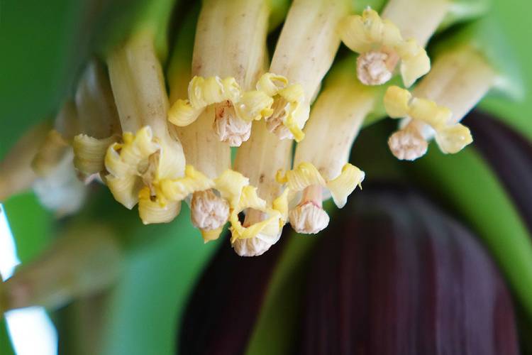 Spring Bananas in Russia Spring Bananas in Russia