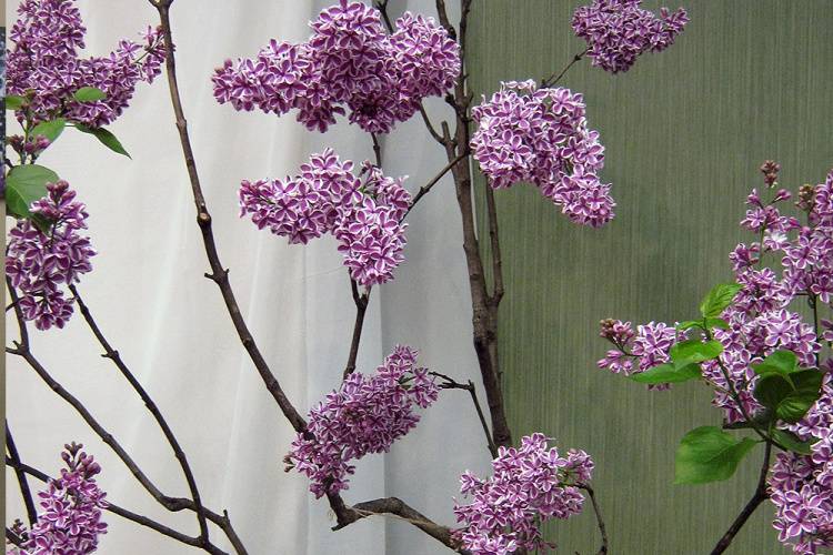 Winter Lilacs in St Petersburg Winter Lilacs in St Petersburg