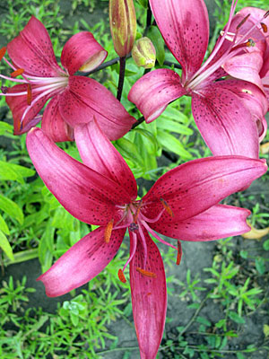 «День лилий» состоится в Ботаническом саду БелГУ 30 июня 