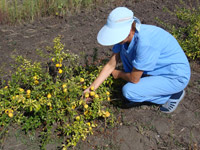 Японская айва(хеномелис) - предмет научного интереса сотрудников Ботанического сада