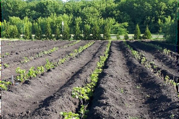 Разработка генетических технологий  в растениеводстве хозяйственно-ценных  культур на примере Vitis vinifera