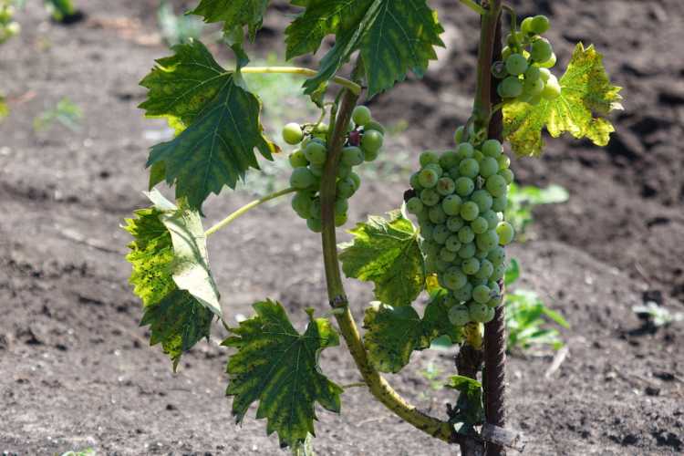 В НИУ «БелГУ» разработали инновационную технологию безалкогольного вина